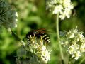 Polistes biglumis